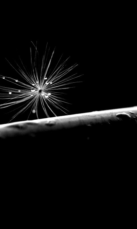 Прилипшая пушинка обои