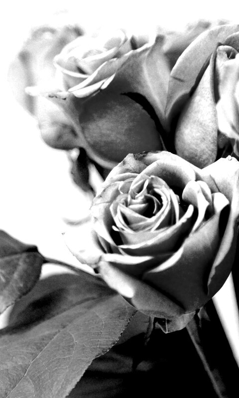 Букет розовых роз обои