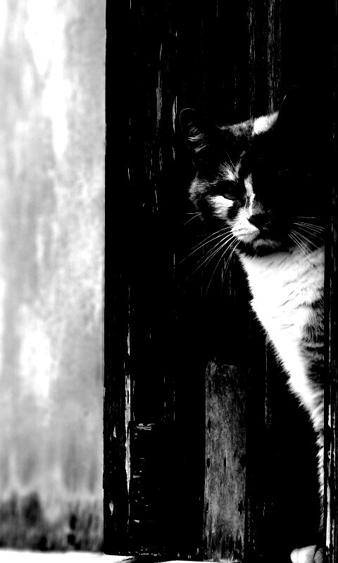 Загадочный кот обои