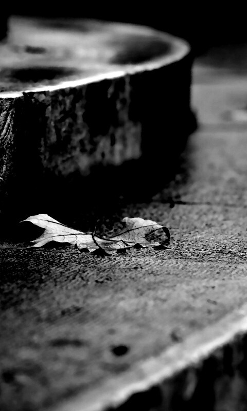 Лист на ступеньках обои