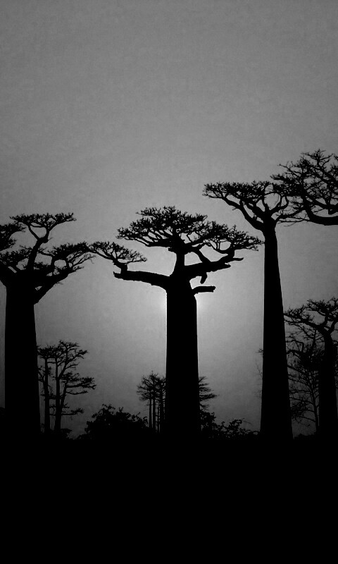 Баобабы на закате обои