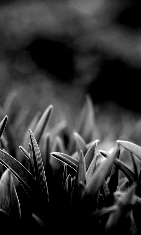 Сочная нежная трава обои