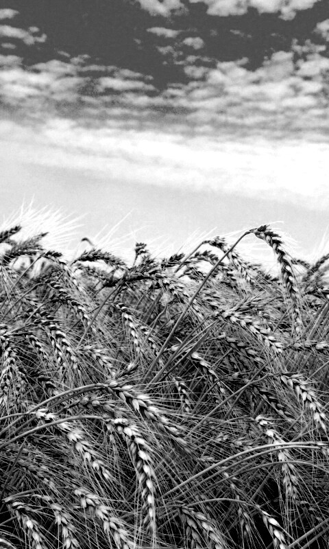 Колосья в поле обои