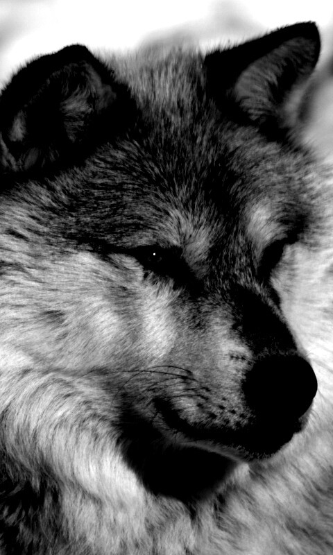 Лайка на снегу обои