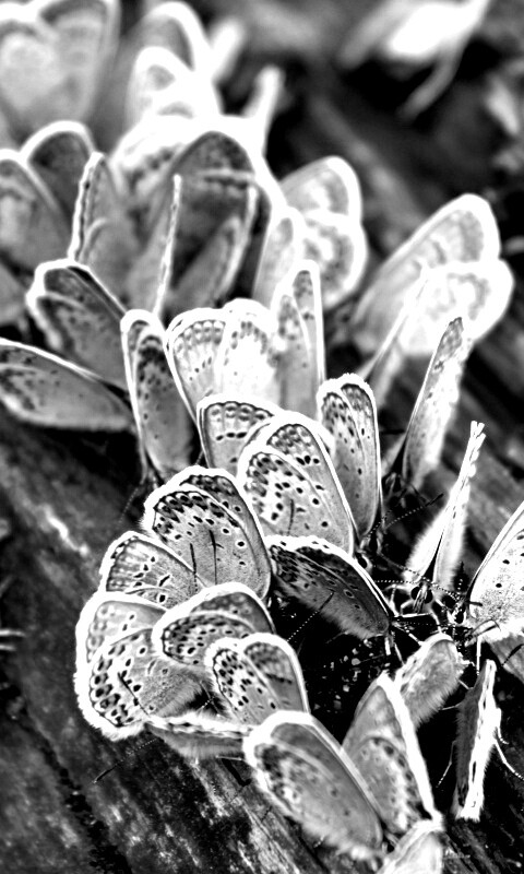 Голубые бабочки обои