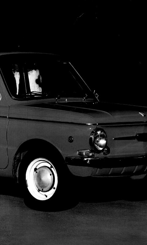 Оранжевый ушастый запорожец обои