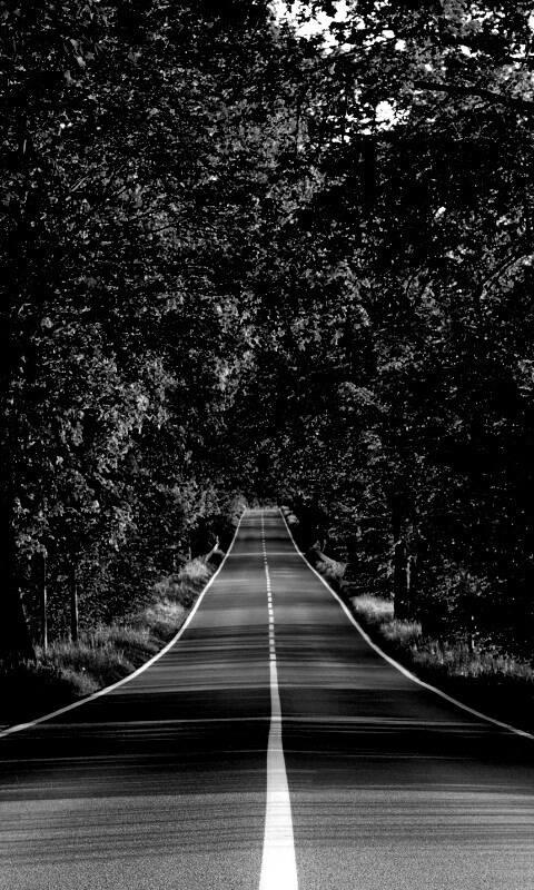 Под горку и в лес обои