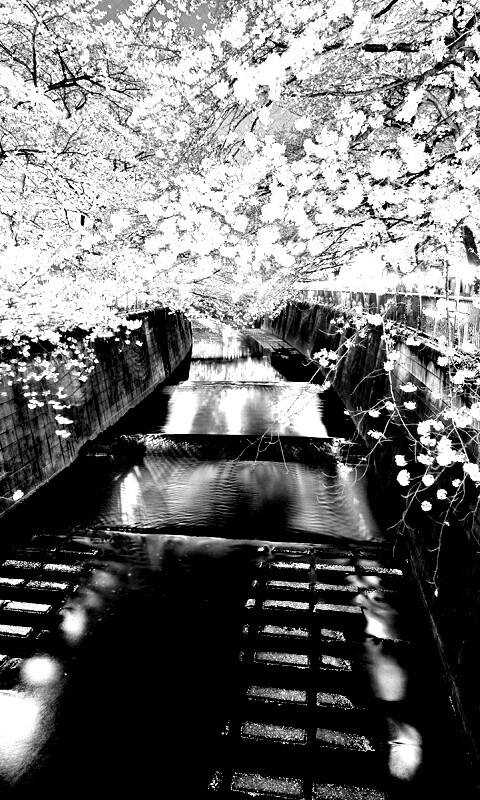 Река и цветение сакуры обои