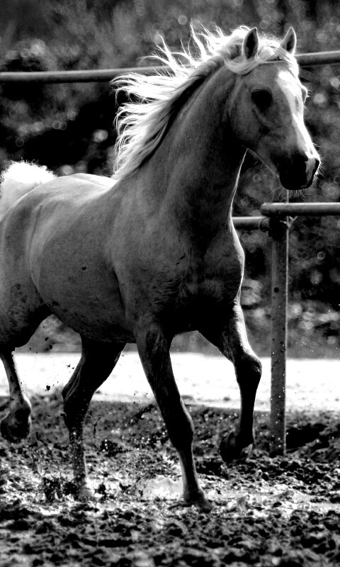 Молодая лошадь в загоне обои