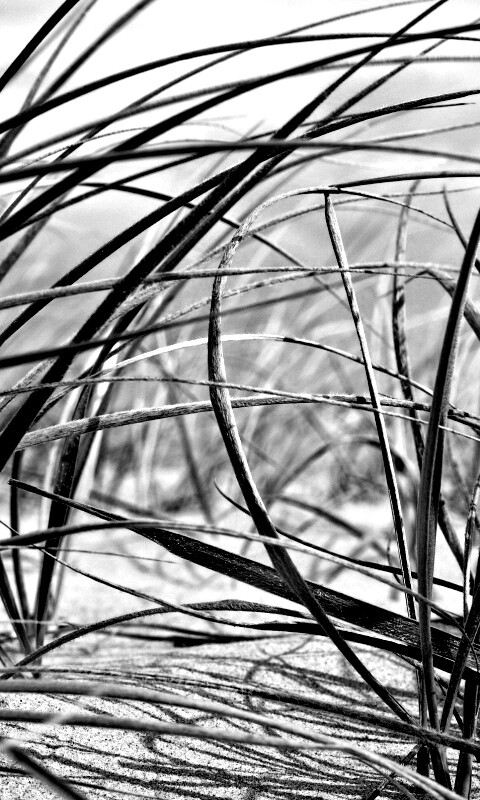 Трава на песке обои