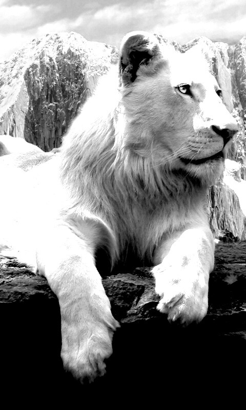 Белый лев обои