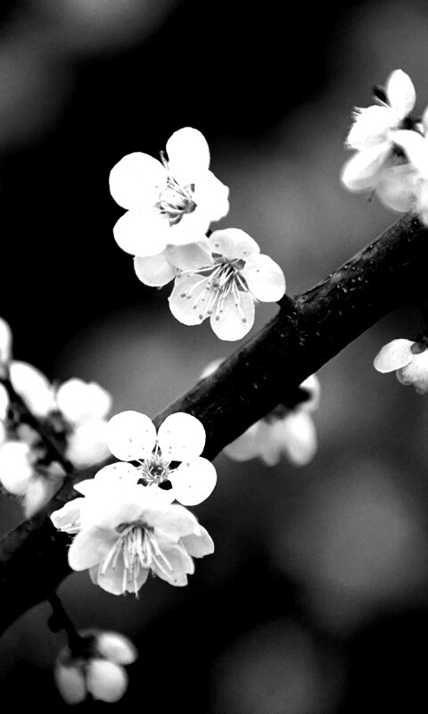 Ветка сакуры обои