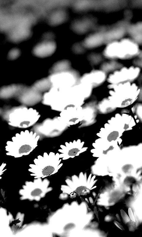 Ромашковое поле обои