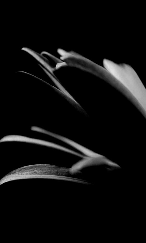 Гербера обои