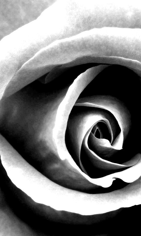 Красивая розовая роза обои