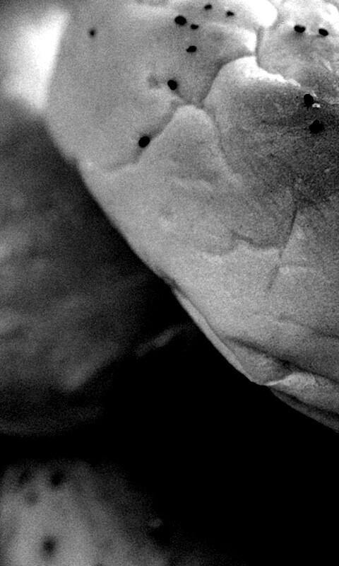 Булочки с маком обои