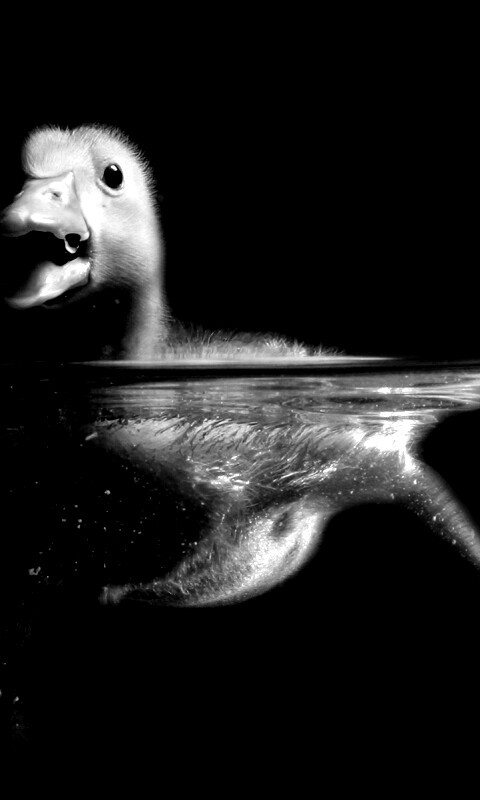 Утёнок в воде обои