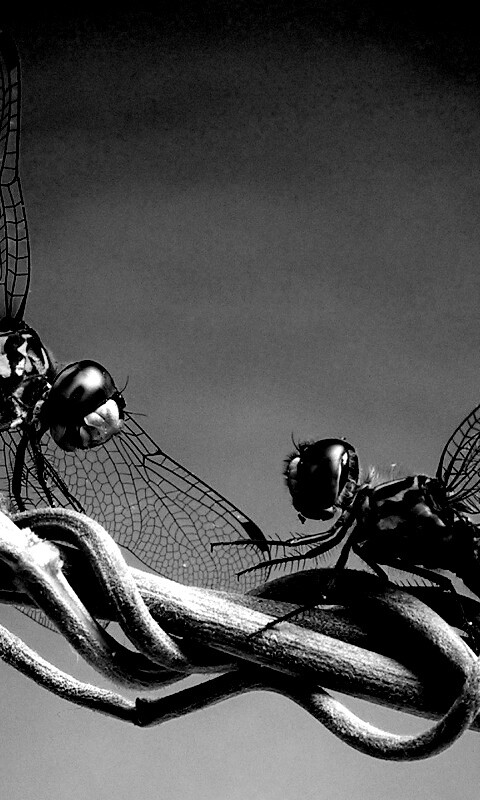 Две стрекозы обои