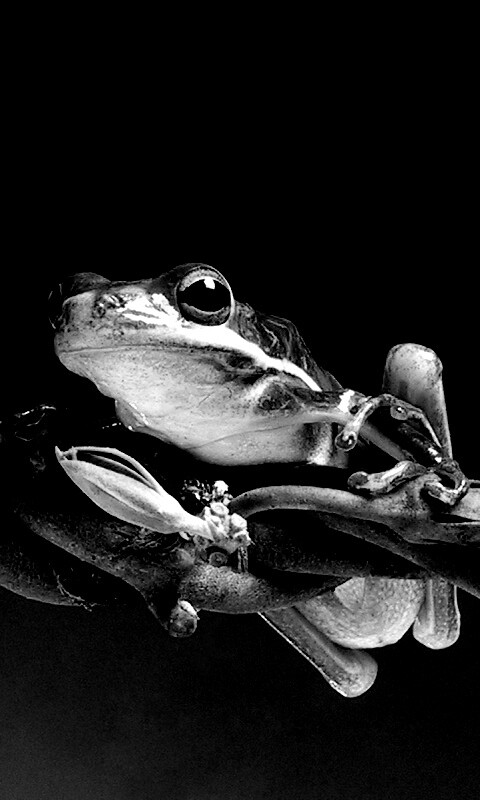 Лупоглазая лягушка на лиане обои