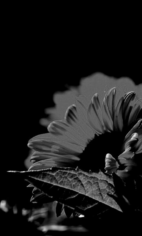 Цветок солнца обои