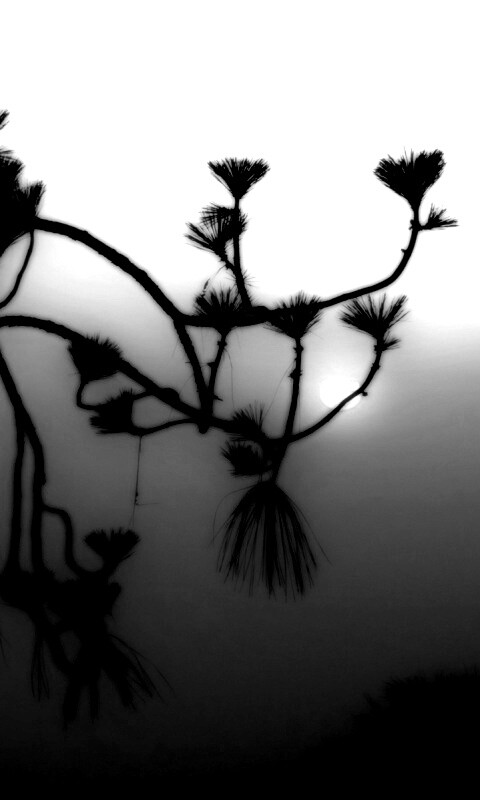 Ленкоранская акация на фоне синего заката обои