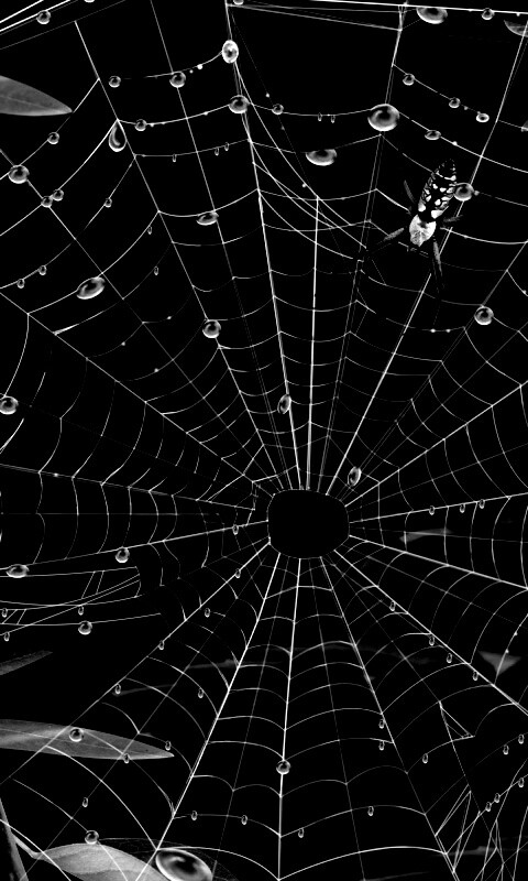 Паутина и паук обои
