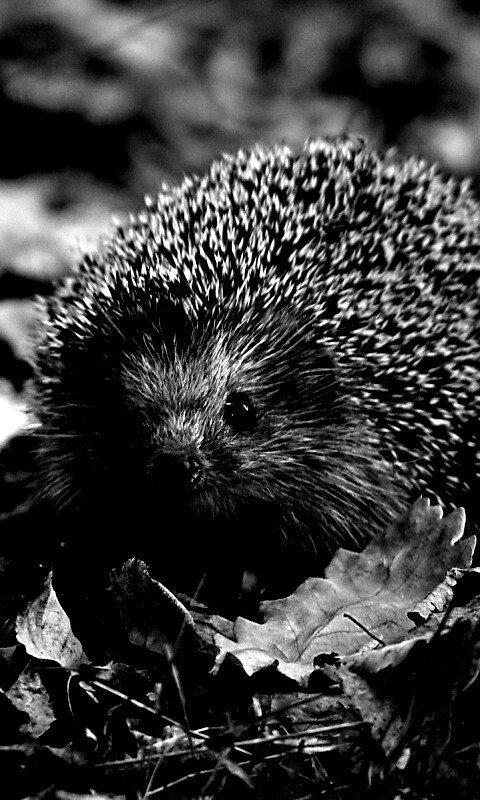 Ежик в осенней листве обои