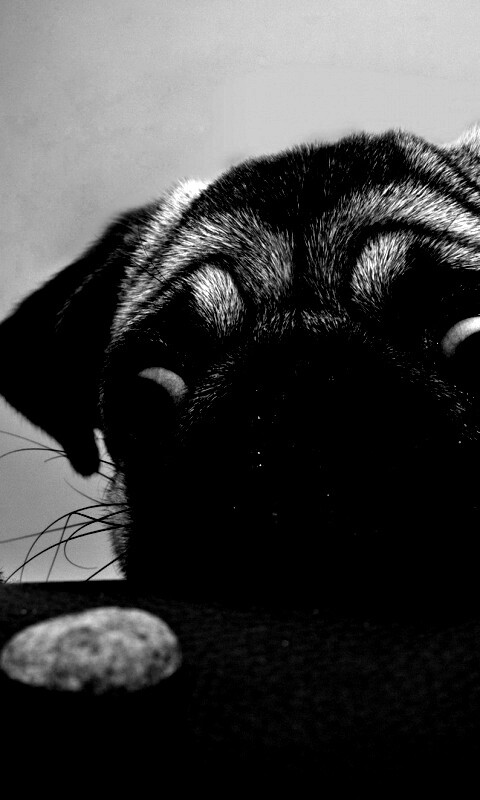 Собака нашла печеньку обои