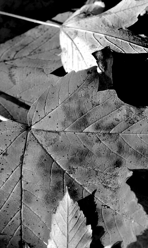 Осенние листья обои