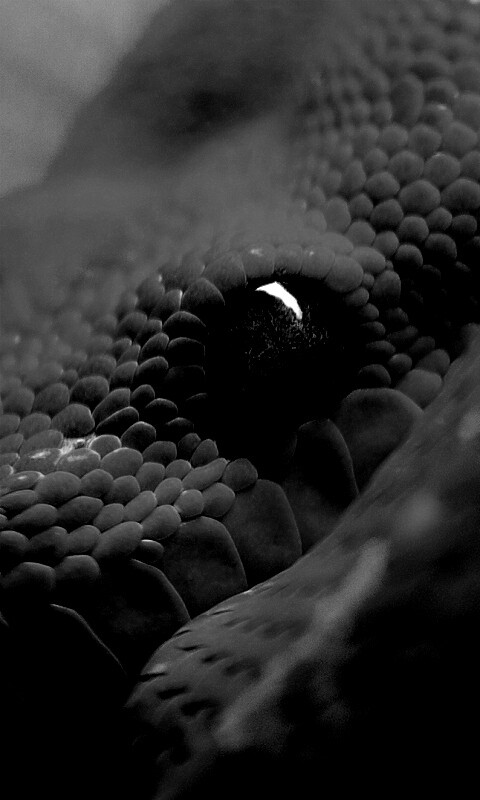 Зелёная змея обои