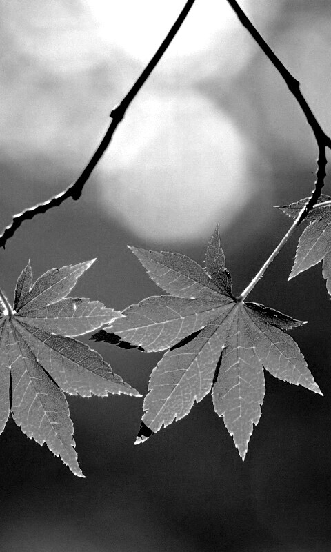 Зелёные листья обои