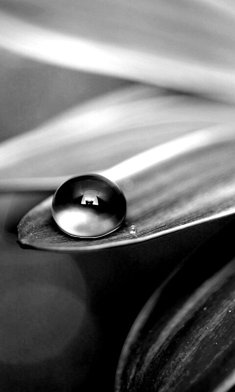 Капля на лепестке обои