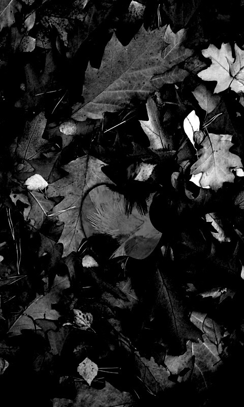 Яблоко в листьях обои