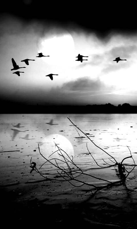 Полет птиц над озером обои