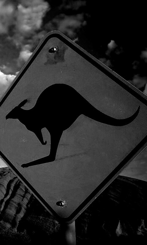 Осторожно, кенгуру! обои