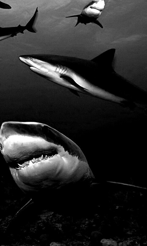 Стая акул обои