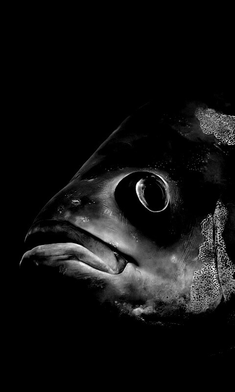 Глубоководный окунь обои