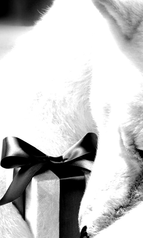 Белый мишка с подарком обои