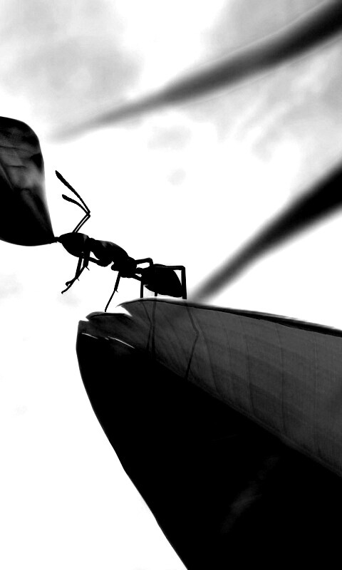 Муравей тащит лист обои