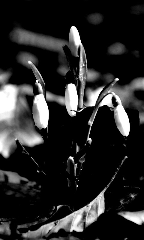 Первые весенние цветы обои