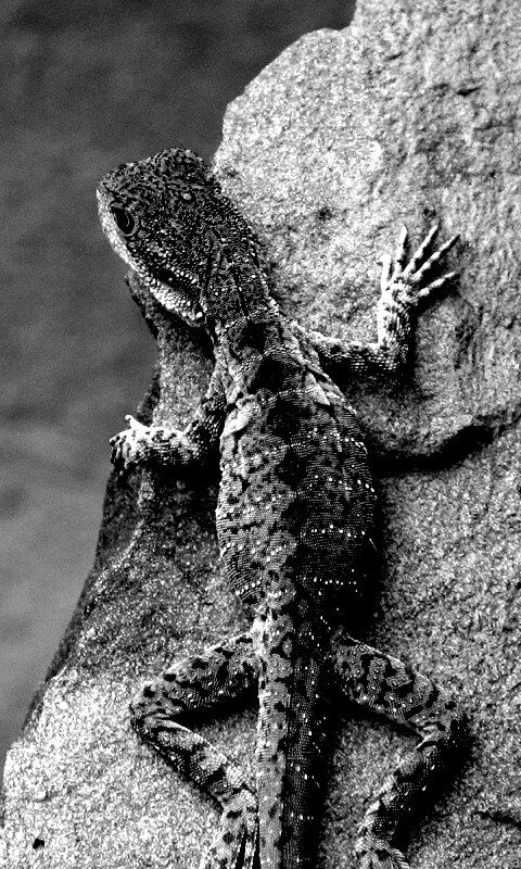 Ящерица на камне обои