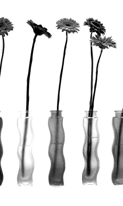 Герберы в изогнутых вазах обои