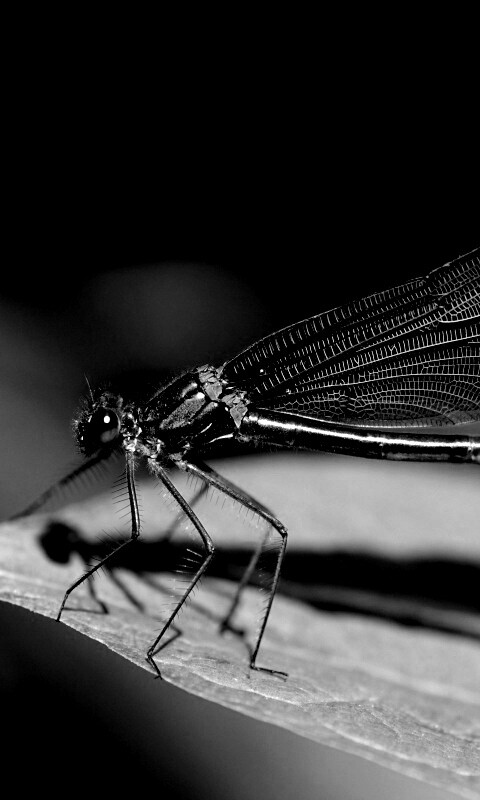 Стрекоза на листе обои