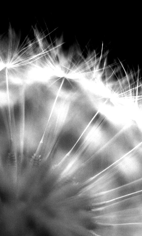 Макро фото одуванчика обои