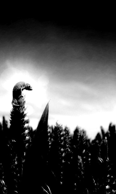 Маленький хамелеон на травинке обои