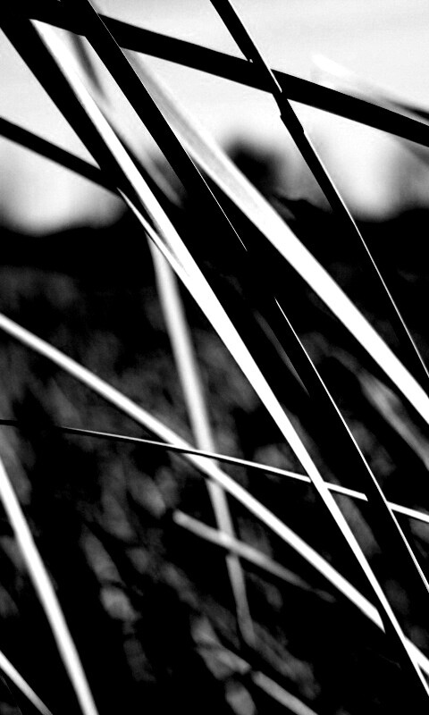 Желтая трава обои