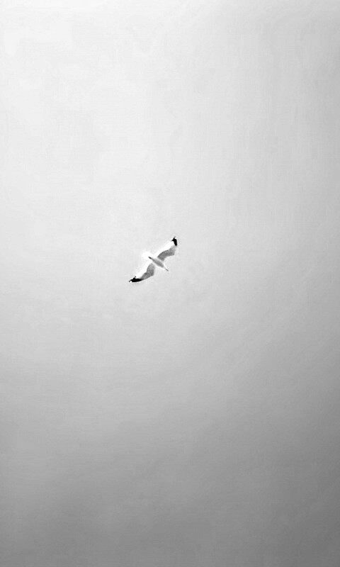 Полет  обои