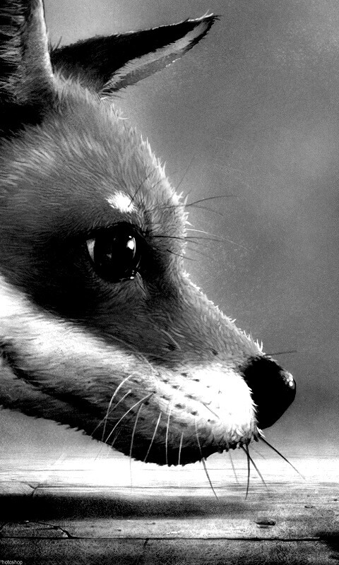 Лиса и жук обои