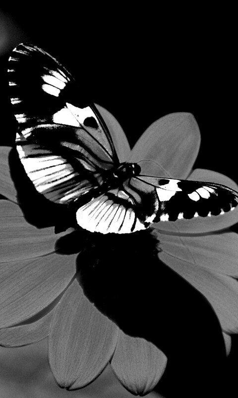 Бабочка на цветке обои