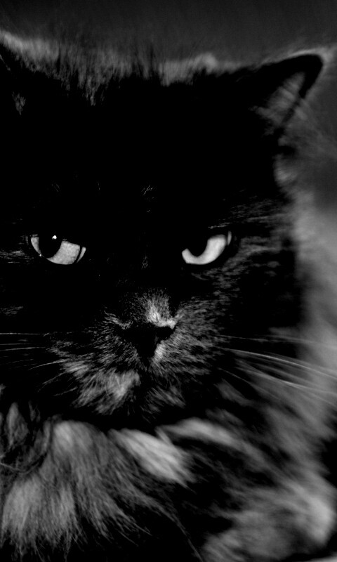 Серьёзный кот обои